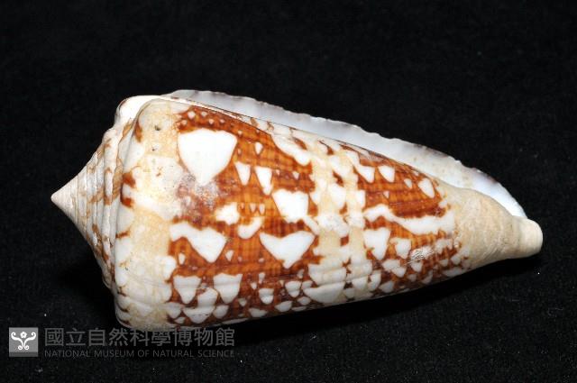 海軍上將芋螺藏品圖，第4張