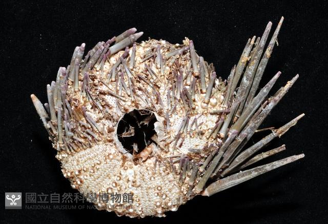 口鰓海膽藏品圖，第4張