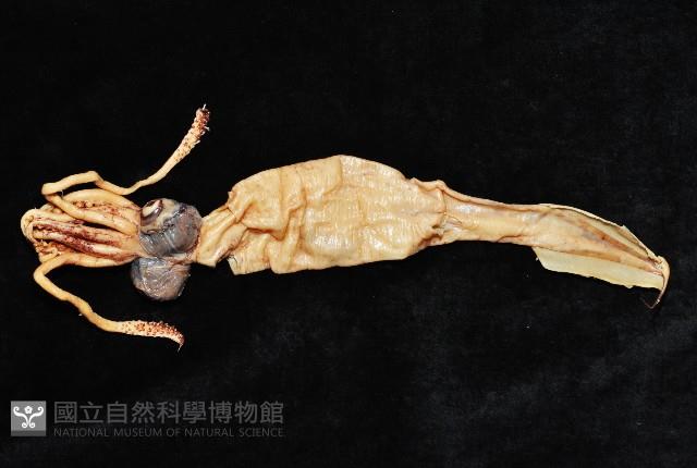 孔雀魷藏品圖，第4張