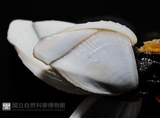 鵝茗荷藏品圖，第4張