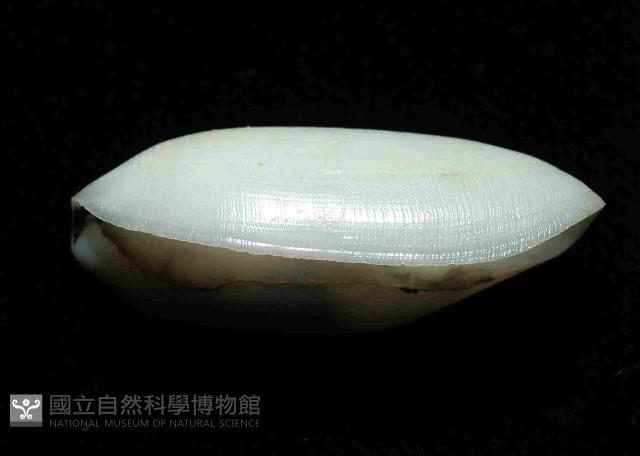 未知種深海粗米螺藏品圖，第4張