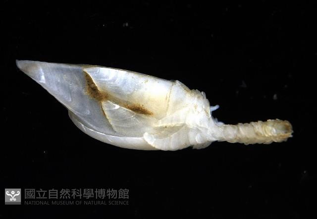 維氏三角鎧茗荷藏品圖，第4張
