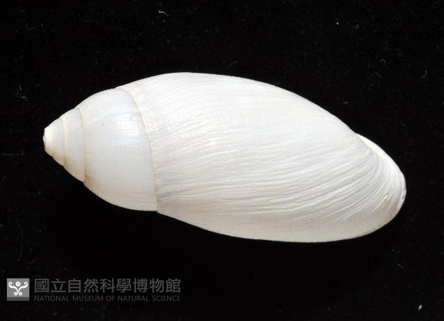 猶大耳螺藏品圖，第4張