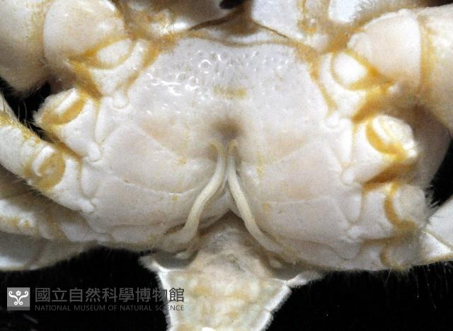 德氏異毛蟹藏品圖，第4張