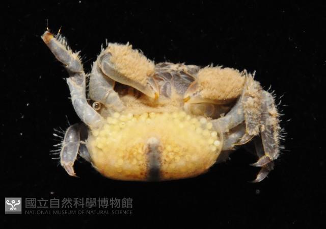 小相手蟹藏品圖，第4張