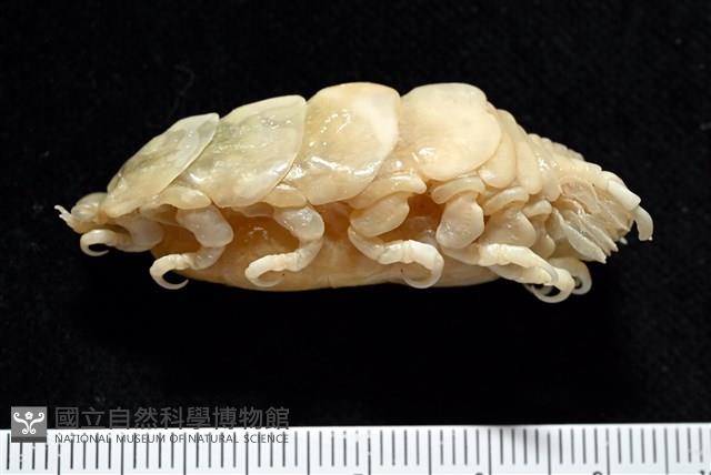 典型額胸水虱藏品圖，第4張