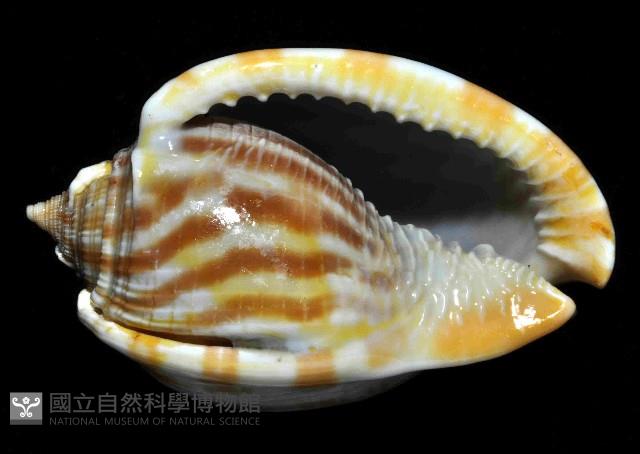 條紋鬘螺藏品圖，第4張