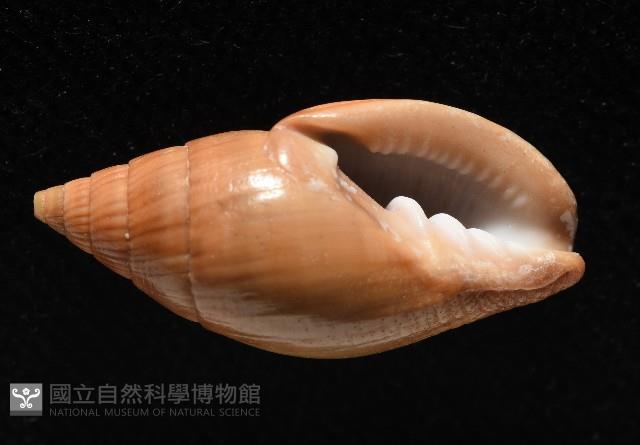 登錄號:007819-00115藏品圖，第4張