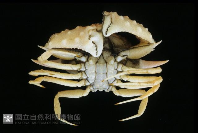 武裝筐形蟹藏品圖，第4張