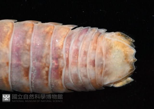 未知種羅司水虱藏品圖，第4張