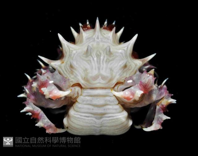 奧氏櫻蛛蟹藏品圖，第4張