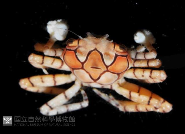 花紋細螯蟹藏品圖，第4張