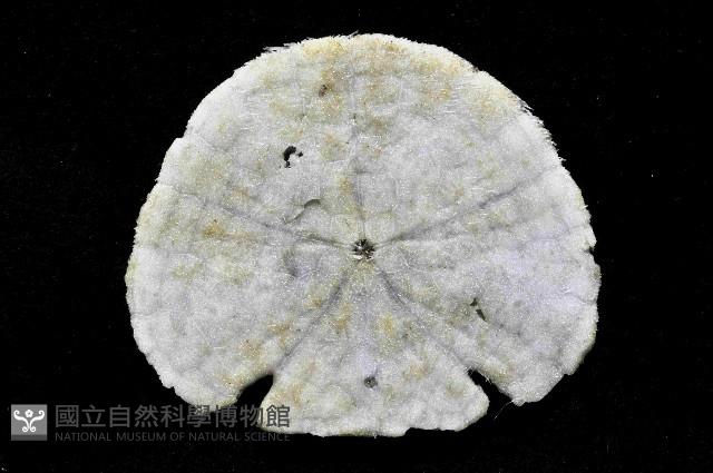 裂邊毛餅海膽藏品圖，第4張