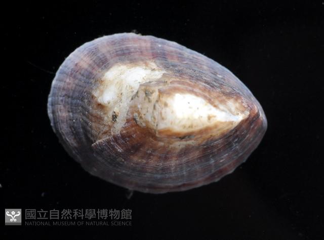 未知種扇珊瑚藏品圖，第4張