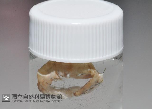 未知種海女蟲藏品圖，第4張