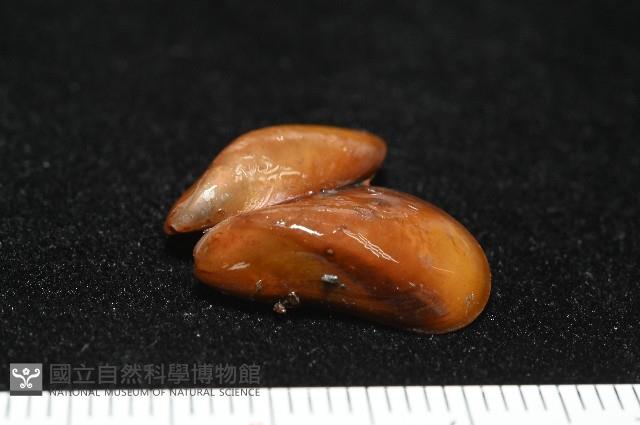 平端深海殼菜蛤藏品圖，第4張