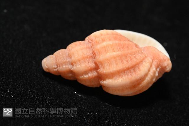 玫瑰峨螺藏品圖，第4張