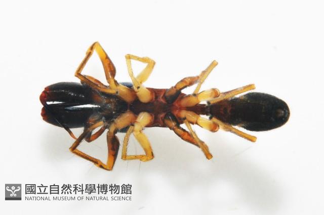 黑色蟻蛛藏品圖，第4張