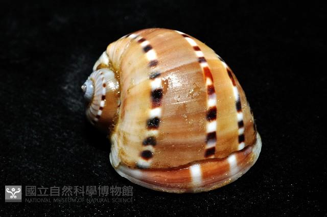 蝴蝶玉螺藏品圖，第4張