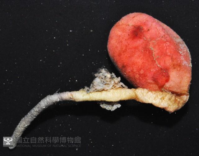 北極有柄海鞘藏品圖，第4張