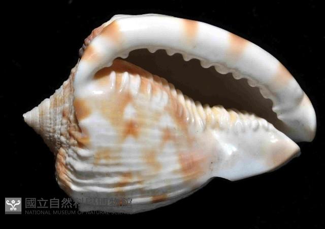 唐冠螺藏品圖，第4張