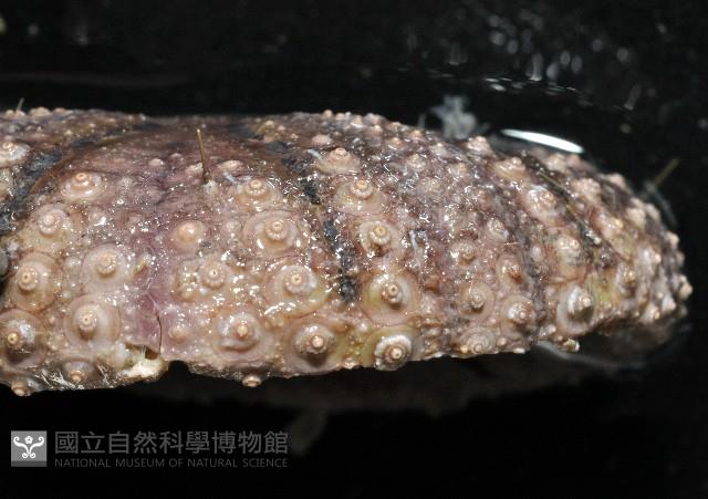 日本毛冠海膽藏品圖，第4張