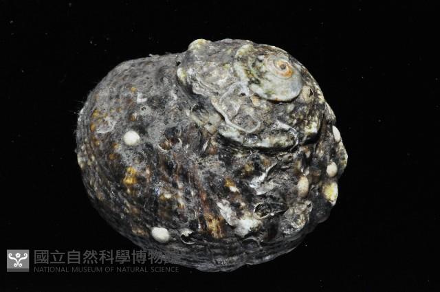珠螺藏品圖，第4張