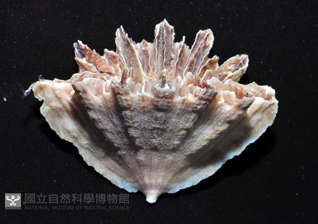 菱扇形珊瑚藏品圖，第4張