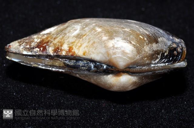 臺灣鱉甲彎錦蛤藏品圖，第4張