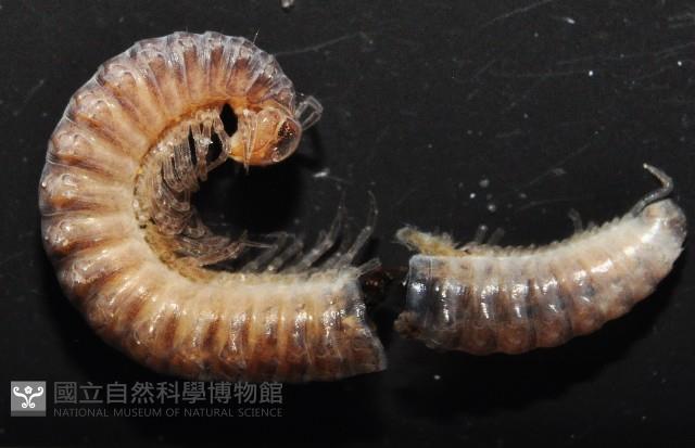 棘刺東京泡馬陸藏品圖，第4張