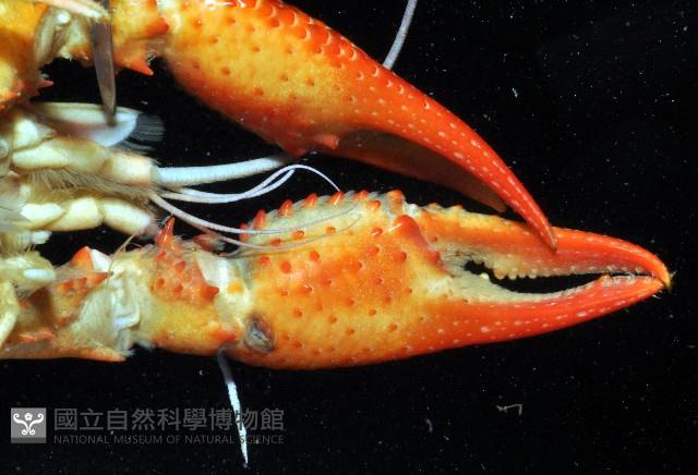 克氏原喇蛄藏品圖，第4張