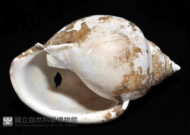 可愛鬘螺藏品圖，第4張
