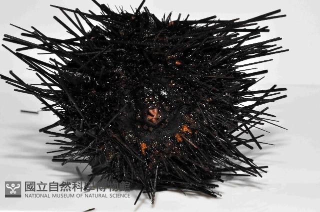 沙氏(藍環)冠海膽藏品圖，第4張