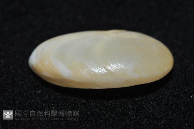清平扁玉螺藏品圖，第4張