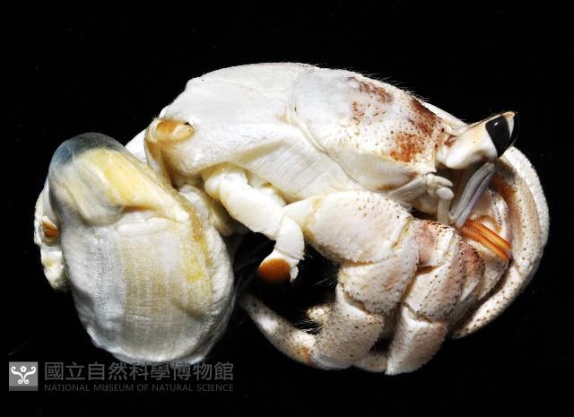 皺紋(灰白)陸寄居蟹藏品圖，第4張
