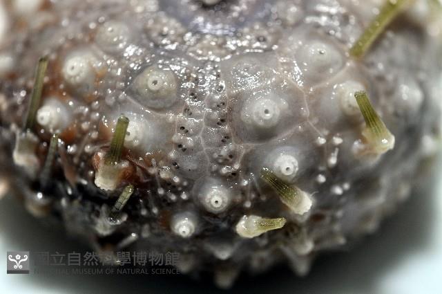 未知種盾冠海膽藏品圖，第4張