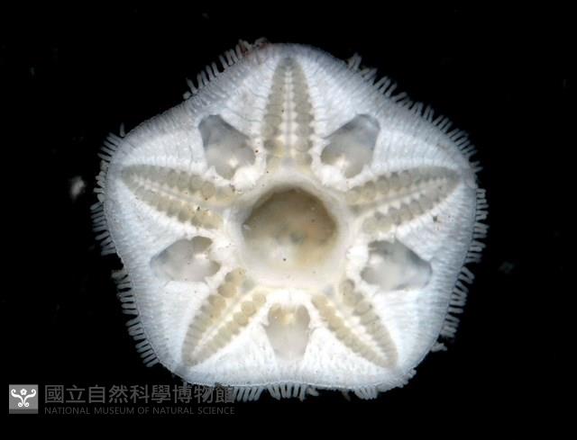 未知種開曼海星藏品圖，第4張
