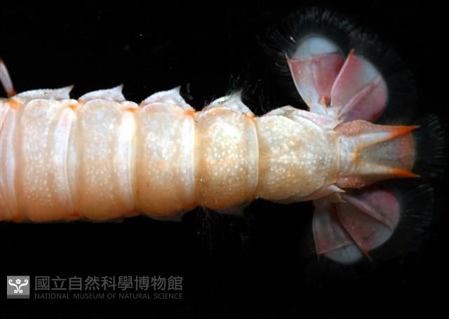 史氏擬海螯蝦藏品圖，第4張