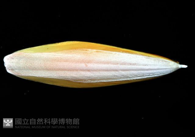 豹斑烏賊藏品圖，第4張