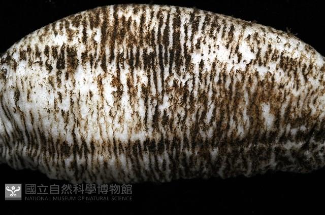未知種尻參藏品圖，第4張