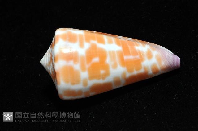 紅磚芋螺藏品圖，第4張