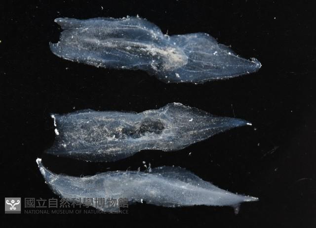 未知種舴艋螺藏品圖，第4張