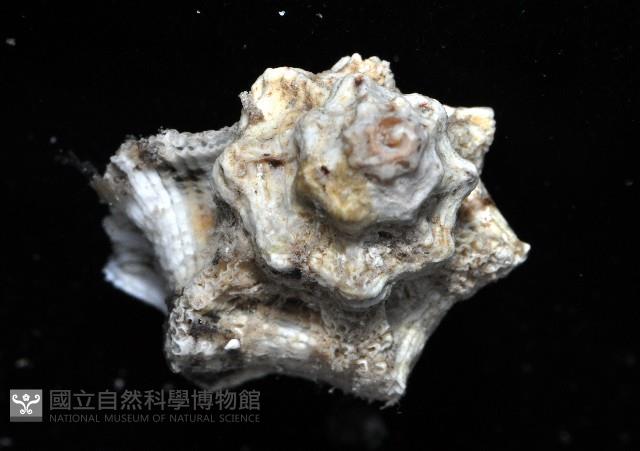編織結螺藏品圖，第4張