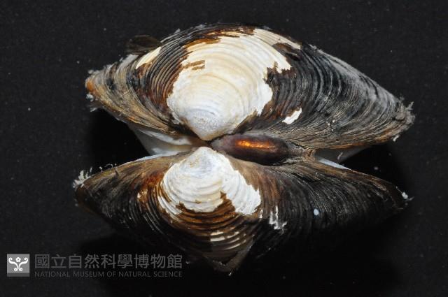 台灣蜆藏品圖，第4張