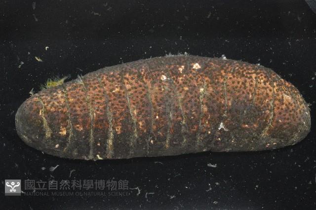 未知種海參藏品圖，第4張