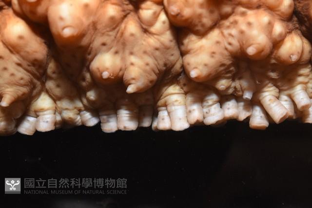 格皮氏海參藏品圖，第4張