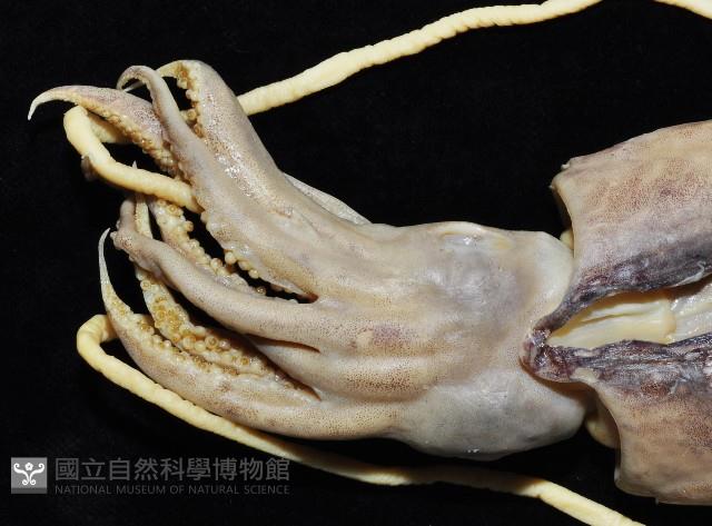 福斯氏烏賊藏品圖，第4張