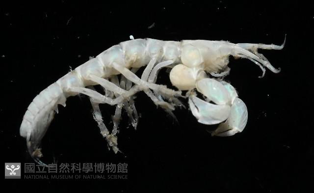 未知種端足類藏品圖，第4張