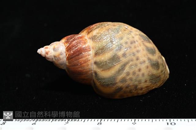 日本鳳螺藏品圖，第4張