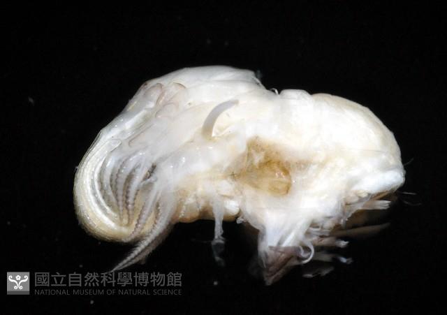 鱗笠藤壺藏品圖，第4張
